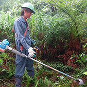 除草作業